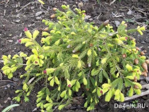 Подборка лучших декоративных деревьев для сада. Хвойные деревья