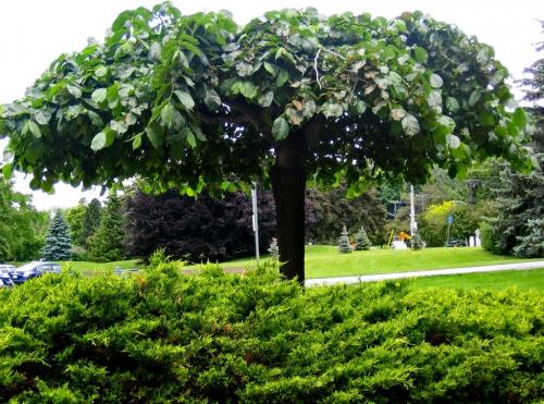 Деревья с зонтичной кроной. Поделиться: