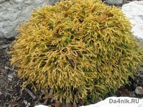 Подборка лучших декоративных деревьев для сада. Хвойные деревья