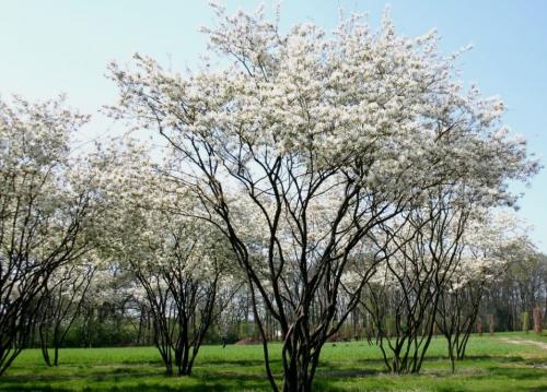 Деревья с зонтичной кроной. Поделиться: