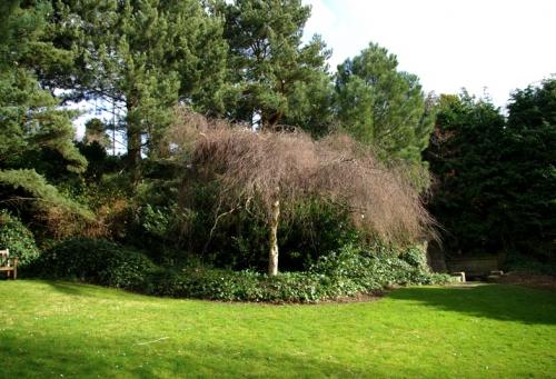 Деревья с зонтичной кроной. Поделиться: