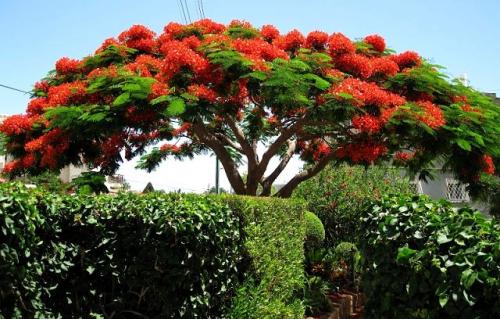 Деревья с зонтичной кроной. Поделиться: