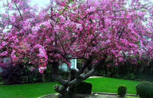 Деревья с зонтичной кроной. Поделиться: