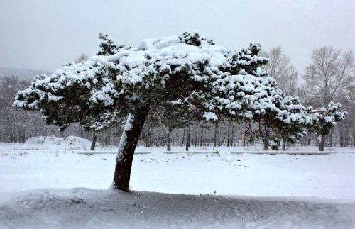 Деревья с зонтичной кроной. Поделиться:
