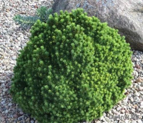 Подборка лучших декоративных деревьев для сада. Хвойные деревья