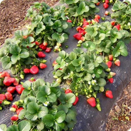 Какие правила ухода за обновленной земляникой. С ЧЕГО НАЧИНАЕТСЯ УХОД ЗА ЗЕМЛЯНИКОЙ