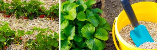 Какие правила ухода за обновленной земляникой. С ЧЕГО НАЧИНАЕТСЯ УХОД ЗА ЗЕМЛЯНИКОЙ