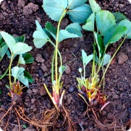 Какие правила ухода за обновленной земляникой. С ЧЕГО НАЧИНАЕТСЯ УХОД ЗА ЗЕМЛЯНИКОЙ