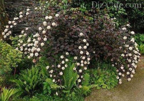 Декоративные кустарники в ландшафтном дизайне. Цветущие кустарники в ландшафтном дизайне 15