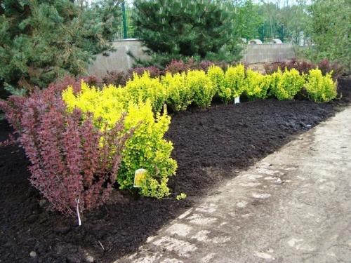 Кустарник ландшафтного дизайна. Как используют кустарники в ландшафтном дизайне