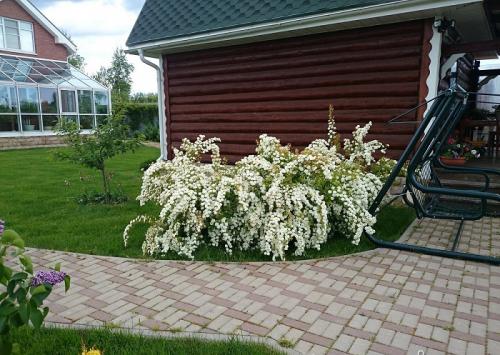 Кустарник ландшафтного дизайна. Как используют кустарники в ландшафтном дизайне