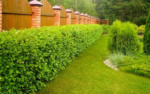 Кустарник ландшафтного дизайна. Как используют кустарники в ландшафтном дизайне