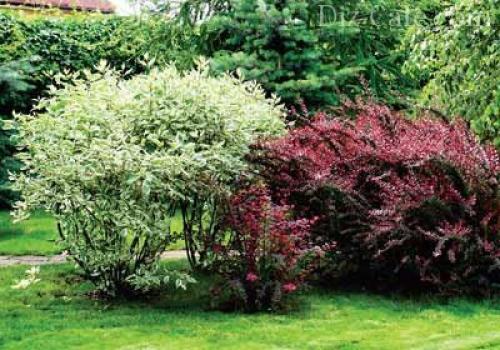 Декоративные кустарники в ландшафтном дизайне. Цветущие кустарники в ландшафтном дизайне 17