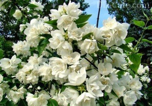 Декоративные кустарники в ландшафтном дизайне. Цветущие кустарники в ландшафтном дизайне 14