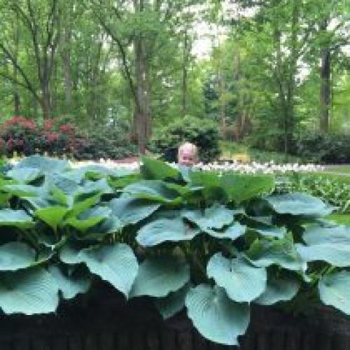 Можно ли сажать хосту в тени и как это afects рост. Может ли хоста расти на солнце?