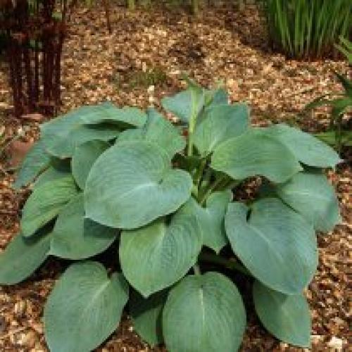 Можно ли сажать хосту в тени и как это afects рост. Может ли хоста расти на солнце?