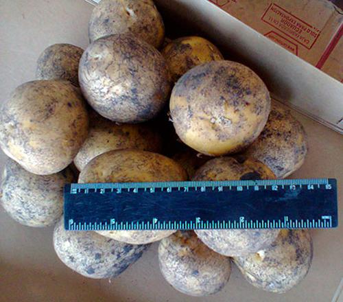 Чем отличается картофель Гала от адретты. Сорт картофеля Гала