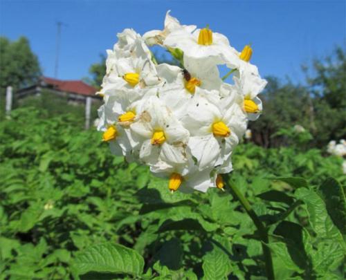 Семена картофеля Адретта. Описание сорта картофеля Адретта – характеристика, достоинства и недостатки, отзывы