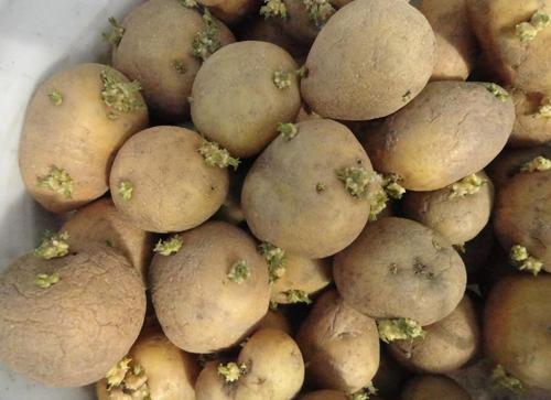 Чем отличается картофель Гала от адретты. Сорт картофеля Гала