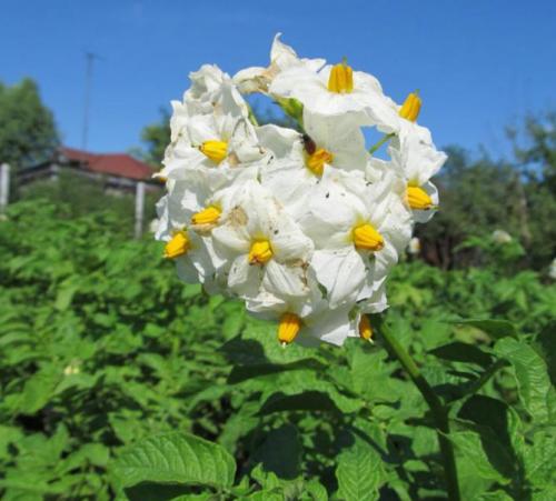 Картофель Адретта википедия. Сорт картофеля Адретта – описание, отзывы огородников, фото