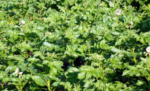 Картофель Адретта википедия. Сорт картофеля Адретта – описание, отзывы огородников, фото