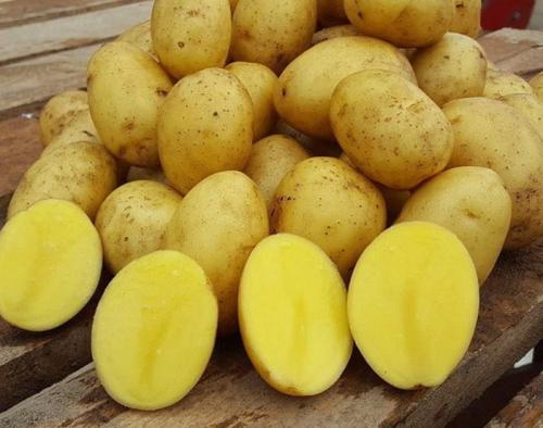 Обзор картофеля сорт Гала. В каких регионах Украины можно выращивать картофель Гала