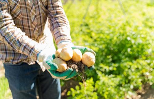 Элитный семенной картофель Розара: особенности и преимущества 07