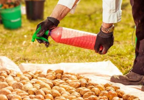 Какие условия выращивания наиболее подходят для картофеля Розара. Особенности выращивания