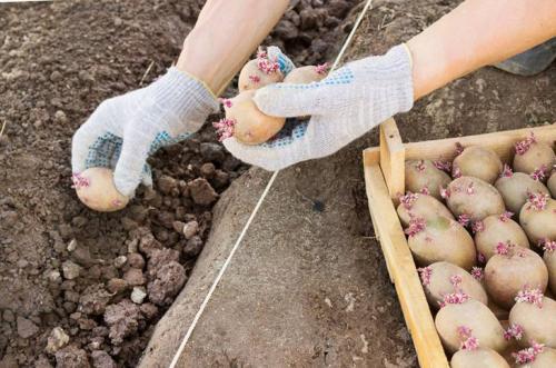 Какие условия выращивания наиболее подходят для картофеля Розара. Особенности выращивания