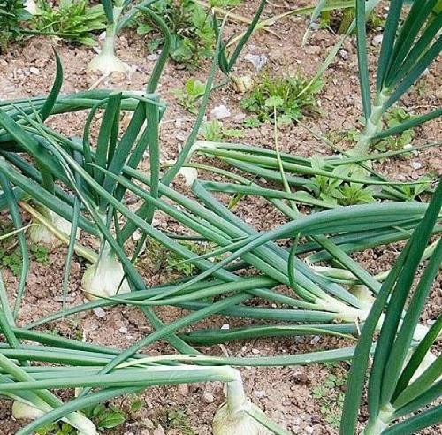 Как хранить лук в частном доме. Как хранить репчатый лук в домашних условиях, в подвале, погребе, холодильнике