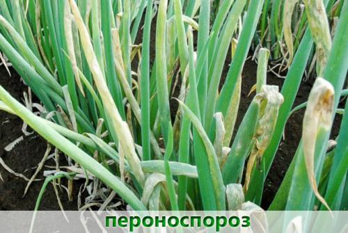 Как хранить лук в частном доме. Как хранить репчатый лук в домашних условиях, в подвале, погребе, холодильнике