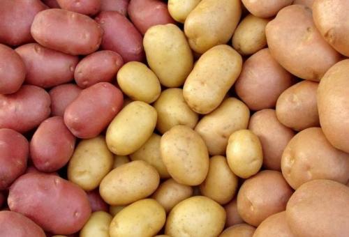 Самые крупноплодные сорта картофеля. Самые хорошие сорта картофеля