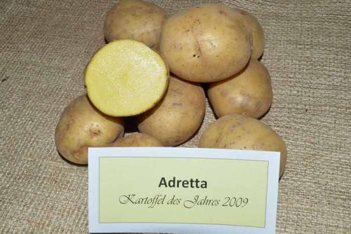Подборка самых популярных сортов картофеля сезона 2022–2022. Рассыпчатые сорта картофеля – ТОП-20 2022 года