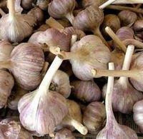 Какие факторы влияют на рост озимого чеснока