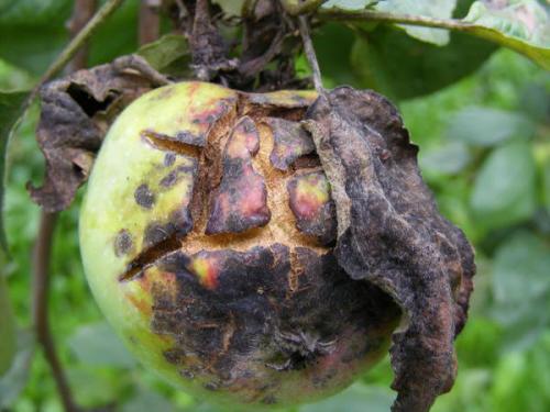 Что такое яблоня летнее нежное Что такое яблоня летнее нежное