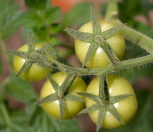 Какие растения лучше высаживать в саду в августе для привлечения насекомых