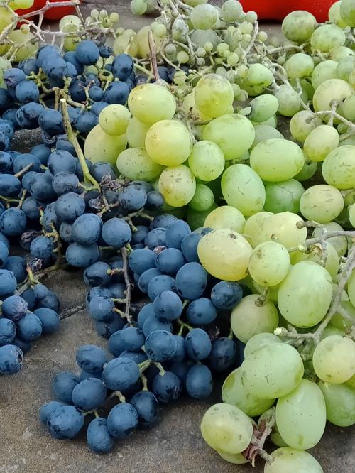 Заголовок 4: Уход за виноградом