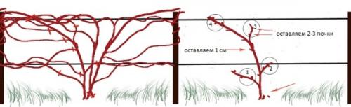 Как определить, какие побеги нужно обрезать
