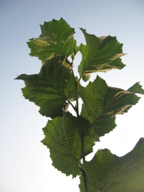 Основные шаги для выращивания лесного ореха в вашем саду Основные шаги для выращивания лесного ореха в вашем саду