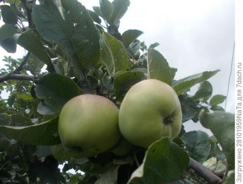 Уникальное осеннее яблоко: откройте для себя Штрейфлинг! Уникальное осеннее яблоко: откройте для себя Штрейфлинг!